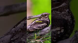 Why Is The Great Eared Nightjar The COOLEST Animal Ever [upl. by Hunley]