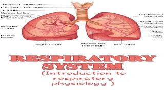 Respiratory physiology Introduction to respiratory physiology  ventilation first lecture [upl. by Curren]