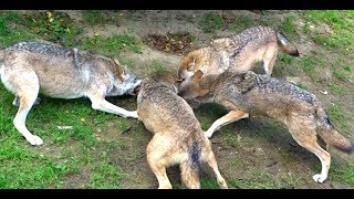 Wolves amp their food Exciting Dominance dynamics aggression submission omega Wölfe loups [upl. by Babcock]