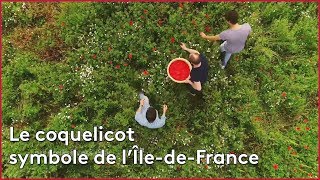 Récolte des coquelicots en ÎledeFrance [upl. by Garth]