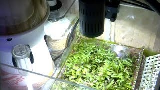 How to Stop an Aquarium Refugium From Overflowing  Aquariums amp Fish Tanks [upl. by Anaeed]