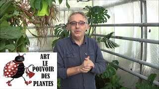 Conseils jardinage  Philodendron Monstera comment faire lentretien Plante verte dintérieur [upl. by Nawad]