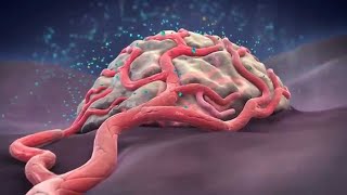 In vivo Anti Angiogenic Activity of 2 Methoxyestradiol in Sarcoma 180 Tumour Cell Line [upl. by Carlo]