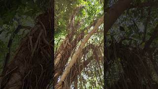 THE BANYAN TREE WITH ITS AERIAL PROP ROOTS [upl. by Jerome]