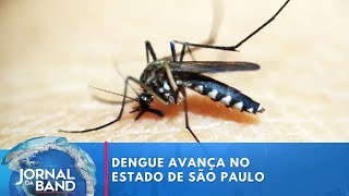 Dengue avança em São Paulo e preocupa autoridades  Jornal da Band [upl. by Joris498]