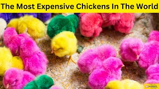 Discover the Worlds Most Expensive Chickens and Their Luxurious Eggs  Poultry  VividExplorer [upl. by Mindi]