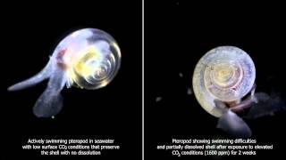 The Effects of Ocean Acidification on Pteropod Shells [upl. by Kirwin]