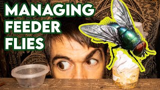 Feeder flies  top tips HUSBANDRY [upl. by Viridissa]