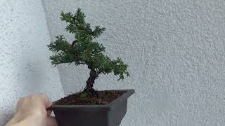 Bonsai Juniperus chinensis [upl. by Adnaw]