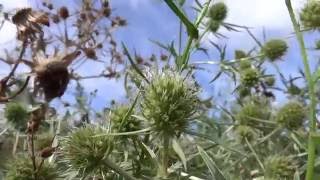 Echte kruisdistel Eryngium campestre  20160828 [upl. by Ordnael]