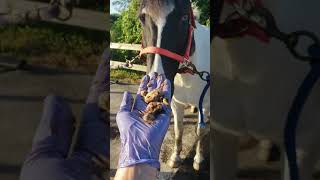 Record breaking horse bean removal sheath cleaning Stud Crud Busters [upl. by Rednal519]