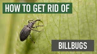 How To Get Rid of Billbugs in Your Lawn 4 Easy Steps [upl. by Roderica884]