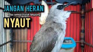 trucukan gacor TARUNG SAMBUNG ROPEL pancingan trucukan agar bunyi jadikan burung trucuk gacor NYAUT [upl. by Neerahs]