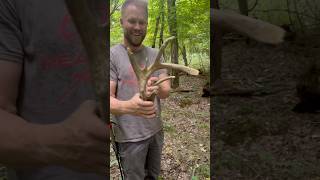 2 year old shed still lying pretty awesome find for ohiobbboutfitters on Facebook🦌🦌 [upl. by Luise]