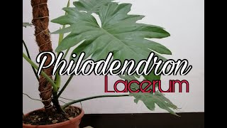 Philodendron Lacerum  Care  Guide  Quick Tip [upl. by Aitret]