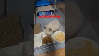 Katzenfutter kochen katze katzen cat tiere funny cute love pets animals lustig [upl. by Baal]