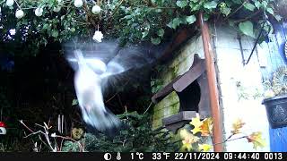 Birdbox Feeder Day 46 asmr nature short shorts wildlife birds education sparrow [upl. by Wier]