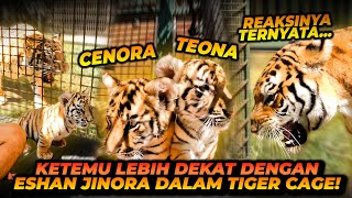 TIGER CAGE BARENG CENORA TEONA  KANDANGIN HARIMAU DIDALEM KANDANG HARIMAU [upl. by Slaby]