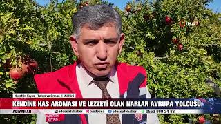 KENDİNE HAS AROMASI VE LEZZETİ OLAN NARLAR AVRUPA YOLCUSU [upl. by Weyermann137]