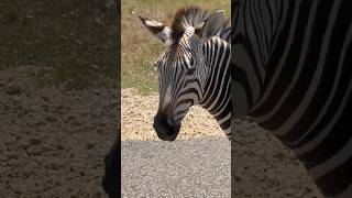 Stips all over❤️❤️ shorts youtube youtubeshorts shortvideo ytshorts usa zebra safari [upl. by Julian917]