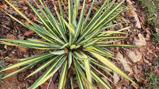 Plant Spotlight Color Guard Yucca A unique evergreen that adds character to the garden [upl. by Areem]