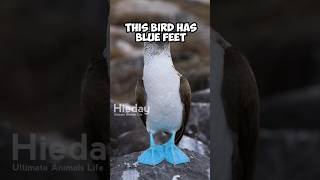 Blue feet boby  birds has blue feet birds seabirds animalshorts [upl. by Otreblon]