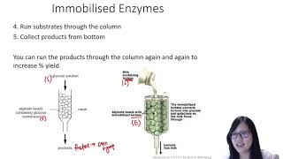 Chapter 34  Immobilised Enzymes  Cambridge ALevel 9700 Biology [upl. by Yelnikcm]