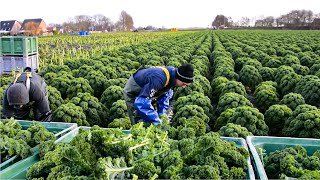 How Farmer Harvesting Tons of Fennel Red Cabbage Green Onion Broccoli  Modern Vegetable Farming [upl. by Anahsirk]