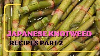 Japanese Knotweed Recipes Part 2  How to Use Japanese Knotweed  Foraging in Vermont May 2023 [upl. by Nazar909]