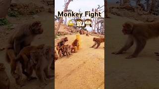 Monkeys fighting each other shorts short shortvideo trending funny animals viralvideo monkey [upl. by Devondra]