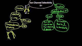 K ion channel selectivity [upl. by Assiram527]