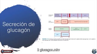 Secreción de glucagón Somatostatina Control endocrino de la homeostasis de la glucosa Hipoglicemia [upl. by Cita]