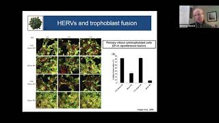 Human endogenous retrovirus envelope proteins and extracellular vesicles by Benoit Barbeau [upl. by Enirahtak]