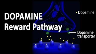 Neuroscience Basics Dopamine Reward Pathway Animation [upl. by Gairc358]