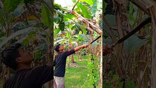 Banana cutting scene Ep 1315 shorts viral trending [upl. by Files]