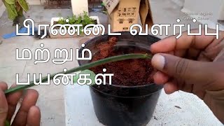 பிரண்டை எப்படி வளர்ப்பது How to Grow Pirandai  Tamil [upl. by Asiralc]