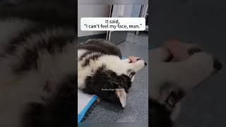 Dogs after anesthesia dogcat funny catsoftiktok cats for foryou fyp foryoupage funny [upl. by Eiznekcm]