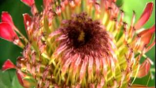 Eden Project South African Fynbos in the Mediterranean Biome [upl. by Kilam]