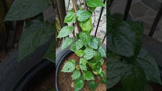 తమలపాకు చెట్టుtamalapaku chettubetel leaf plantplant shortvideo subscribe iamdakshit5254 [upl. by Mccullough]