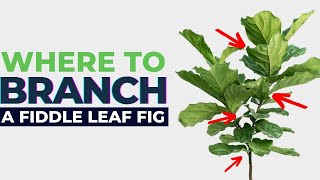 Where Should I Cut My Fiddle Leaf Fig for Branching How to Choose [upl. by Oiluarb]