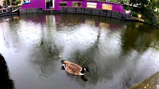 Rainy London Walk Through Little Venice 4K [upl. by Dnalyram136]