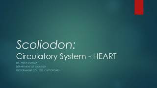 Scoliodon  Circulatory System Heart [upl. by Festa]