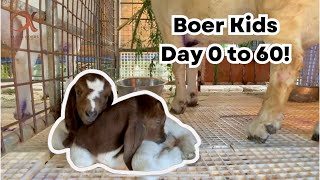 Boer Goat Kids Day 0 to 60  Vlog 35 [upl. by Alacim]