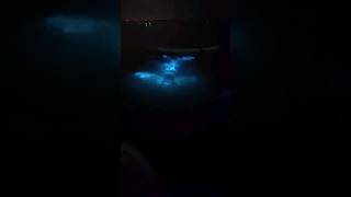 Swimming through bioluminescent waters 💙 shortsparadiseBioluminescence [upl. by Leandre]