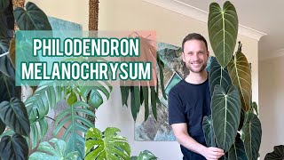 Philodendron melanochrysum  Plant Spotlight amp Care Tips [upl. by Relyks]