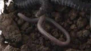 baby caecilians feeding [upl. by Aryhs]