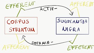 Afferent und Efferent [upl. by Pappas]