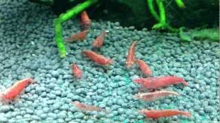 Cherry Red Shrimp eating Spirulina Powder [upl. by Eizle]