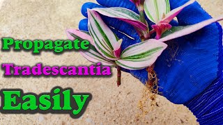 Tradescantia propagation  How to propagate Tradescantia in soil [upl. by Urbain]