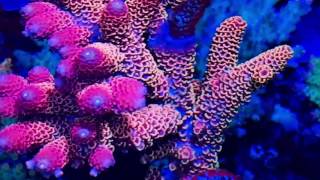 Marine Gardens 5ft Reef Tank Update 8th June 2017 [upl. by Aerdnwahs]